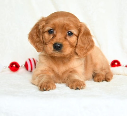 puppy, for, sale, Miniature Golden Retriever, Lester S Stoltzfus, dog, breeder, Narvon, PA, dog-breeder, puppy-for-sale, forsale, nearby, find, puppyfind, locator, puppylocator, aca